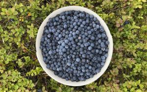 Rauðaskriða - Blueberries