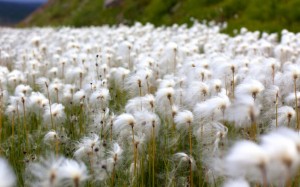 Rauðaskriða - Cotton grass 